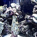 Front_tank_after_cycle