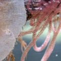 Sea Hare Laying Eggs