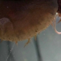 Sea Hare Laying Eggs and Some other substance
