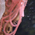 Sea Hare Arranging Eggs