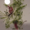 Bryopsis?