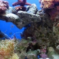 Tank Update - Day 210