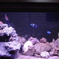 My 29 gallon Salt