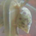 Snail