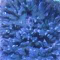 m stellata