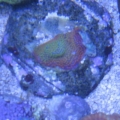 top down of the 24g