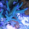 top down of the 24g