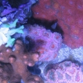 top down of the 24g