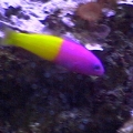 DVC00062