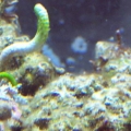 ID Please