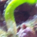 ID Please