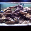 My 75 gallon after 5 weeks.