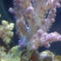 2nd Coral