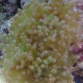 First Coral