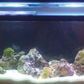 55g First tank attempt