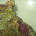 Peanut Worm?