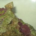 Peanut worm?