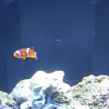 Our First fish in the tank