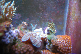 36Reef_2