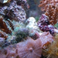 36Reef3_07