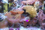 36reef_31