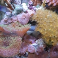 36Reef4_3_071
