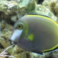 japonicus and lysmata