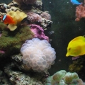 fuge/sump