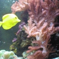fuge/sump