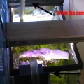 fuge/sump