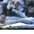 yellow tang hanging out