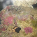 bicolor blennie