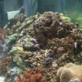 gianni's tank