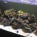 gianni's tank