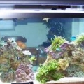 see through tank