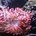 anenome1