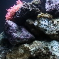 nanoright1