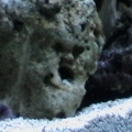 OMGTheresAFaceInMyRock