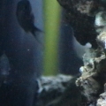 hidingchromis