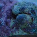 Snail Shell