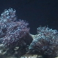 xenia