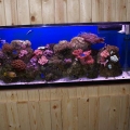 My DIY stand & 55 GAL tank / 30 Gal Sump