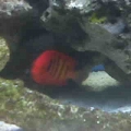 Flame Angel hiding 1