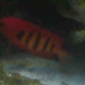Flame Angel hiding 2