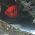 Flame Angel hiding 3