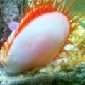 electric_flame_scallop