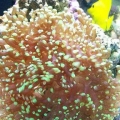 frogspawn1