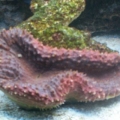 First coral!
