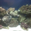 Tank shot