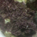 new zoas